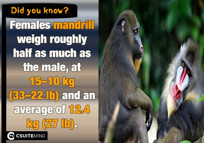  Females mandrill weigh roughly half as much as the male, at 10–15 kg (22–33 lb) and an average of 12.4 kg (27 lb).
