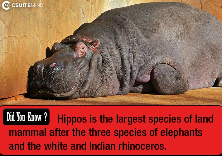 Hippos is the largest species of land mammal after the three species of elephants and the white and Indian rhinoceros.