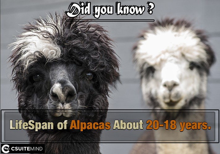 LifeSpan of Alpacas  About 18-20 years.
