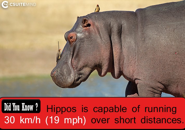 Hippos is capable of running 30 km/h (19 mph) over short distances.