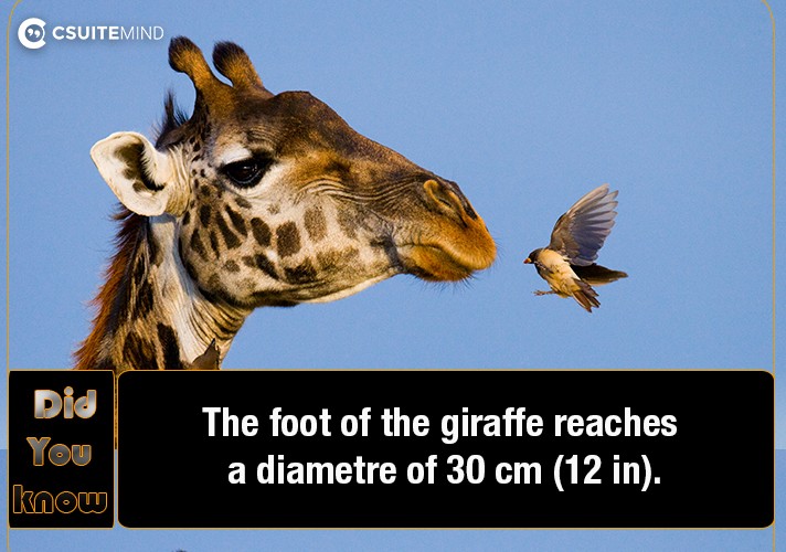 The foot of the giraffe reaches a diametre of 30 cm (12 in).