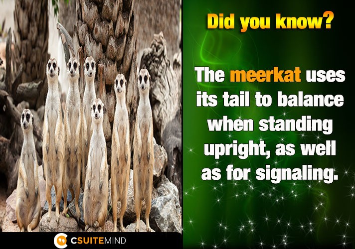  The meerkat uses its tail to balance when standing upright, as well as for signaling.
