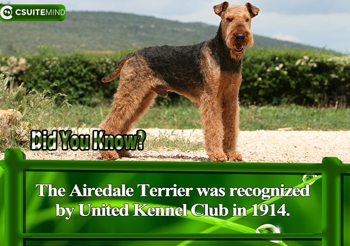 The Airedale Terrier was recognized by United Kennel Club in 1914.

