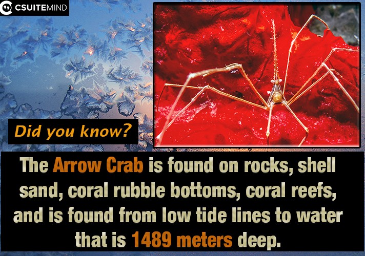 The Arrow Crab is found on rocks, shell sand, coral rubble bottoms, coral reefs, and is found from low tide lines to water that is 1489 meters deep.
