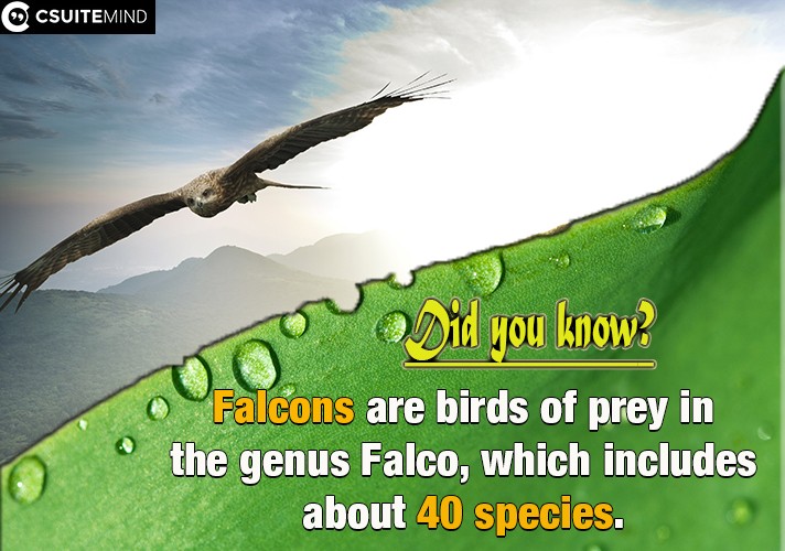 falcons-are-birds-of-prey-in-the-genus-falco-which-includes-about-40-species