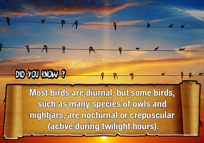 most-birds-are-diurnal-but-some-birds-such-as-many-species-of-owls-and-nightjars-are-nocturnal-or-crepuscular-active-during-twilight-hours