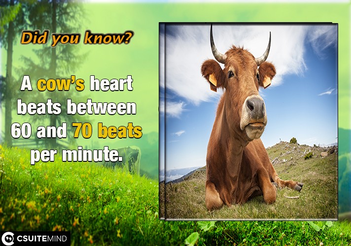 A cow’s heart beats between 60 and 70 beats per minute

