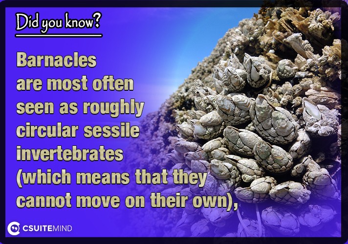 barnacles-are-most-often-seen-as-roughly-circular-sessile-invertebrates-which-means-that-they-cannot-move-on-their-own