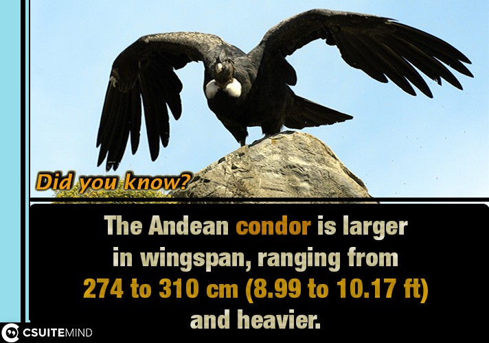 The Andean condor is larger in wingspan, ranging from 274 to 310 cm (8.99 to 10.17 ft)[5] and heavier.
