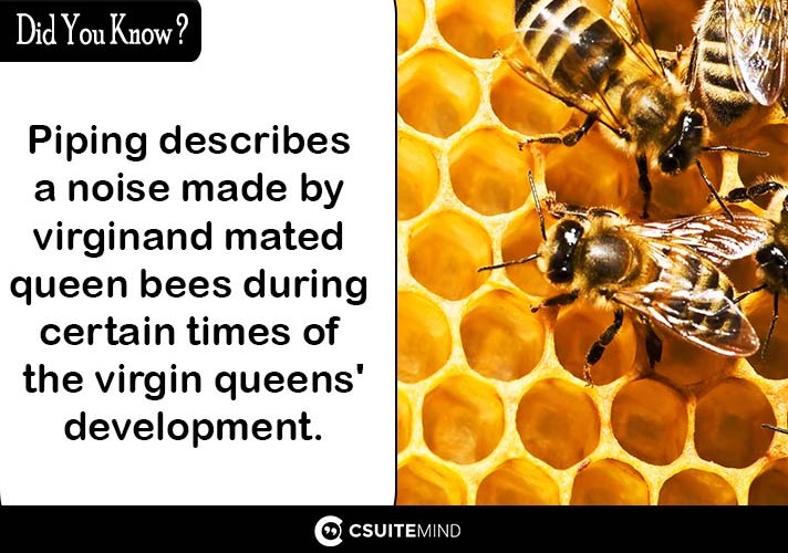 Piping describes a noise made by virgin and mated queen bees during certain times of the virgin queens' development. 