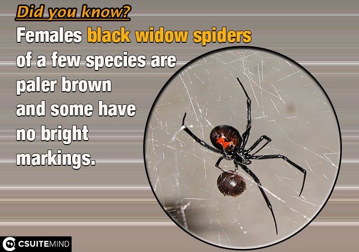 Females black widow spiders  of a few species are paler brown and some have no bright markings. 