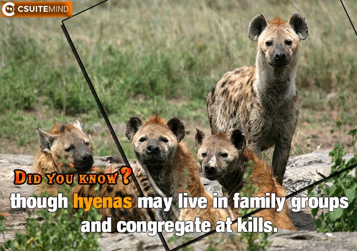 though hyenas may live in family groups and congregate at kills.
