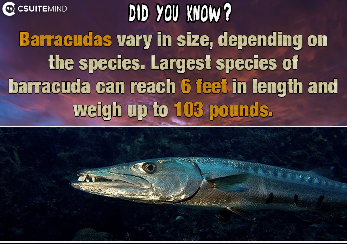 barracudas-vary-in-size-depending-on-the-species-largest-species-of-barracuda-can-reach-6-feet-in-length-and-weigh-up-to-103-pounds