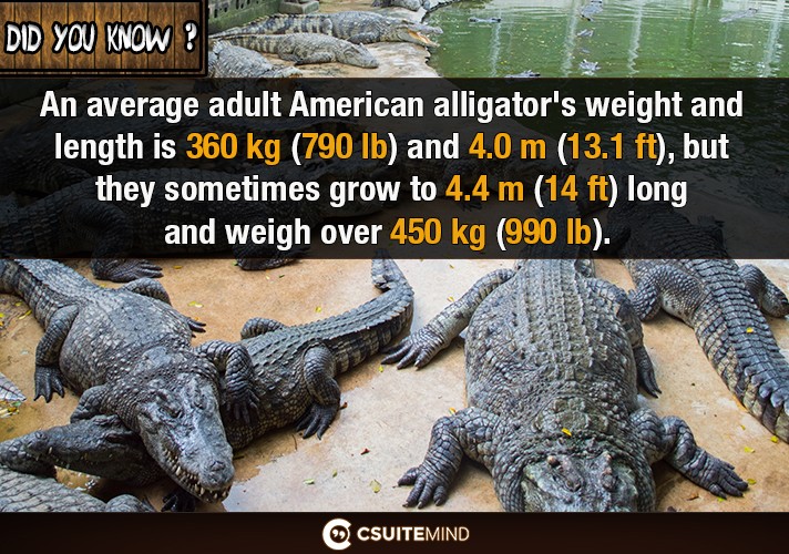 an-average-adult-american-alligators-weight-and-length-is-360-kg-790-lb-and-40-m-131-ft-but-they-sometimes-grow-to-44-m-14-ft-long-and-weigh-over-450-kg-990-lb