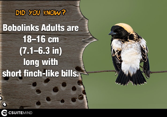 Bobolinks Adults are 16–18 cm (6.3–7.1 in) long with short finch-like bills. 
