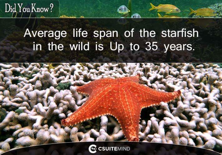 Average life span of the starfish  in the wild is Up to 35 years.