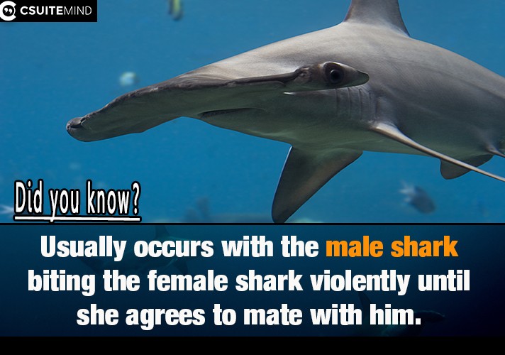  Usually occurs with the male shark biting the female shark violently until she agrees to mate with him. 
