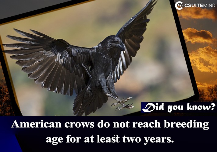  American crows do not reach breeding age for at least two years.
