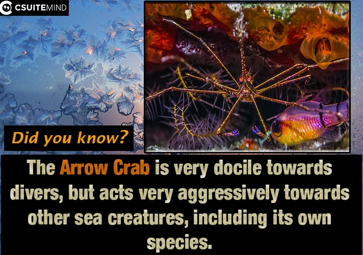  The Arrow Crab is very docile towards divers, but acts very aggressively towards other sea creatures, including its own species. 
