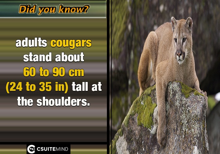  adults cougars stand about 60 to 90 cm (24 to 35 in) tall at the shoulders.
