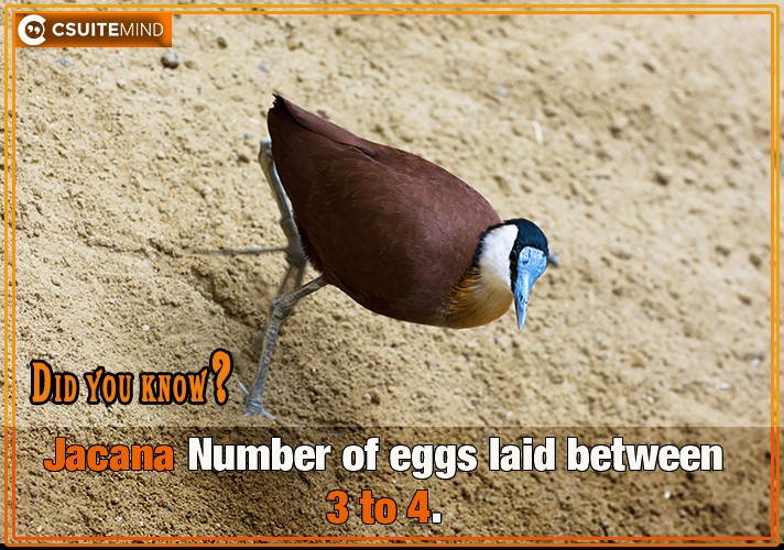 Jacana Number of eggs laid between 3 to 4.
