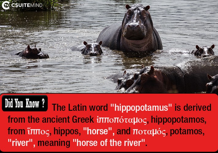 the-latin-word-hippopotamus-is-derived-from-the-ancient-greek-ippopotamos-hippopotamos-from-ippos-hippos-horse-and-potamos-potamos-river-meaning-horse-of-the-river