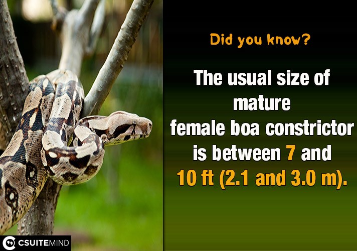  The usual size of mature female boa constrictor is between 7 and 10 ft (2.1 and 3.0 m),
