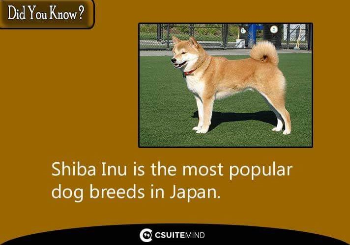 shiba-inu-is-the-most-popular-dog-breeds-in-japan