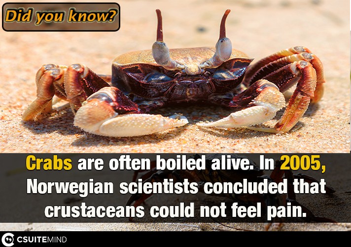 Crabs are often boiled alive. In 2005, Norwegian scientists concluded that crustaceans could not feel pain.
