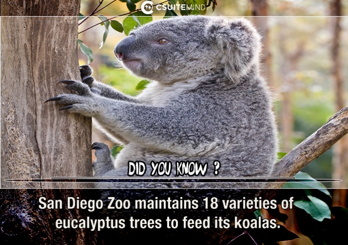 san-diego-zoo-maintains-18-varieties-of-eucalyptus-trees-to-feed-its-koalas