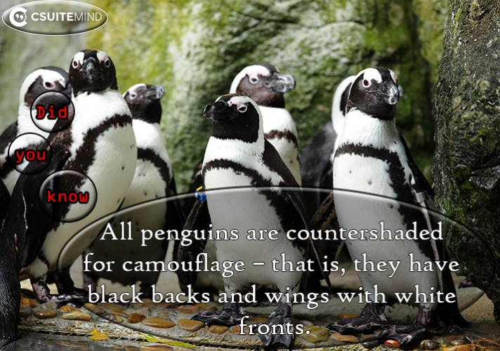 All penguins are countershaded for camouflage – that is, they have black backs and wings with white fronts.