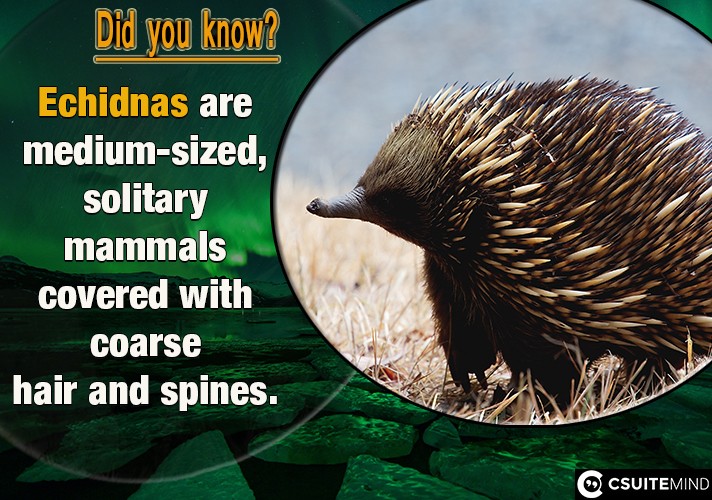 Echidnas are medium-sized, solitary mammals covered with coarse hair and spines.

