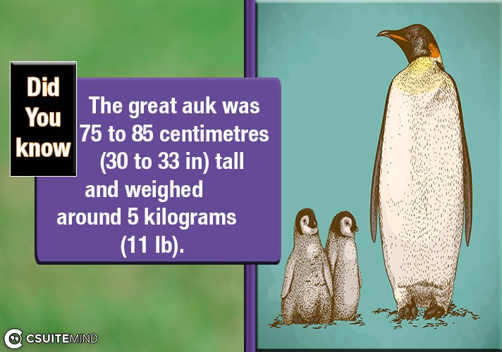 The great auk was 75 to 85 centimetres (30 to 33 in) tall and weighed around 5 kilograms (11 lb).
