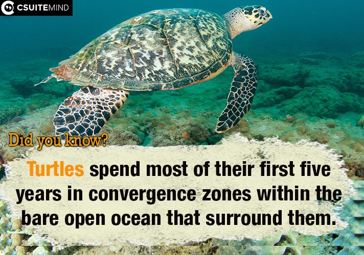 Turtles spend most of their first five years in convergence zones within the bare open ocean that surround them.
