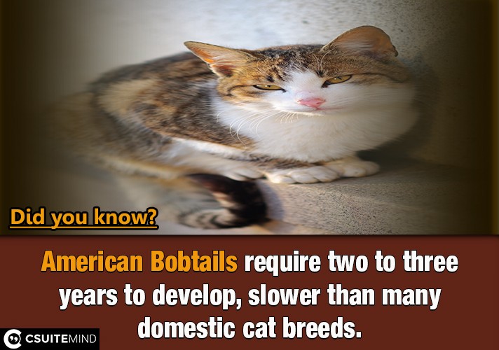 American Bobtail's live an average life span of 15 years.