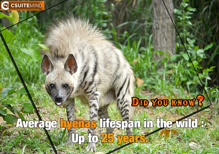 Average hyenas lifespan in the wild : Up to 25 years
