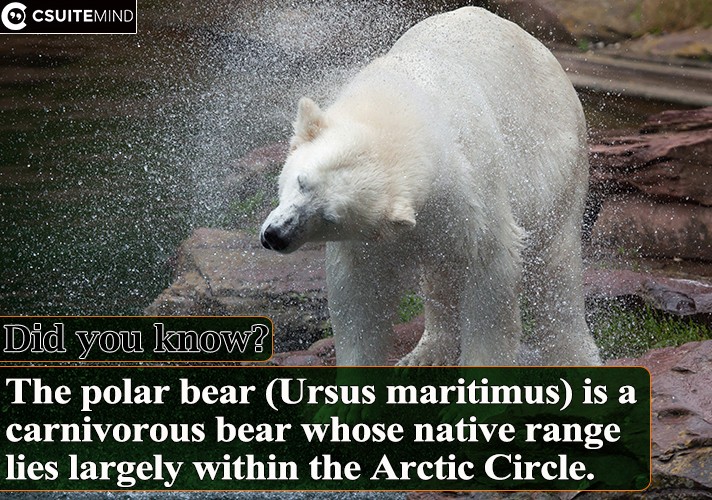the-polar-bear-ursus-maritimus-is-a-carnivorous-bear-whose-native-range-lies-largely-within-the-arctic-circle