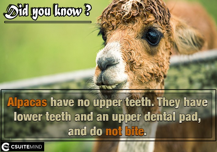 Alpacas have no upper teeth. They have lower teeth and an upper dental pad, and do not bite.