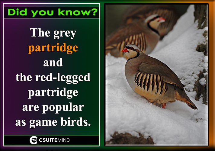   The grey partridge and the red-legged partridge are popular as game birds.
