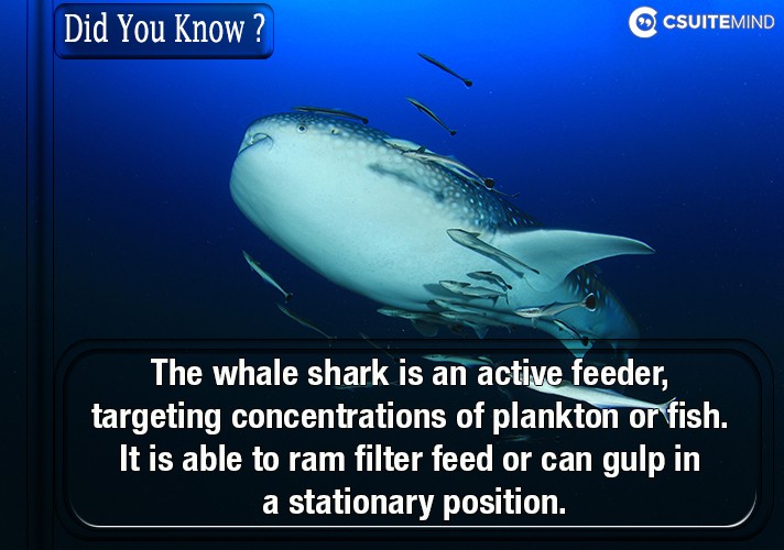 The whale shark is an active feeder, targeting concentrations of plankton or fish. It is able to ram filter feed or can gulp in a stationary position. 