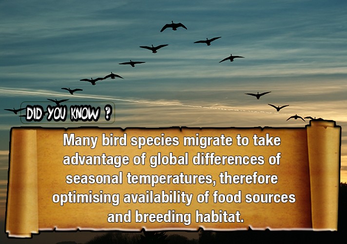 Many bird species migrate to take advantage of global differences of seasonal temperatures, therefore optimising availability of food sources and breeding habitat.