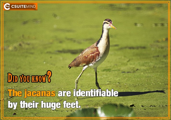 The jacanas are identifiable by their huge feet
