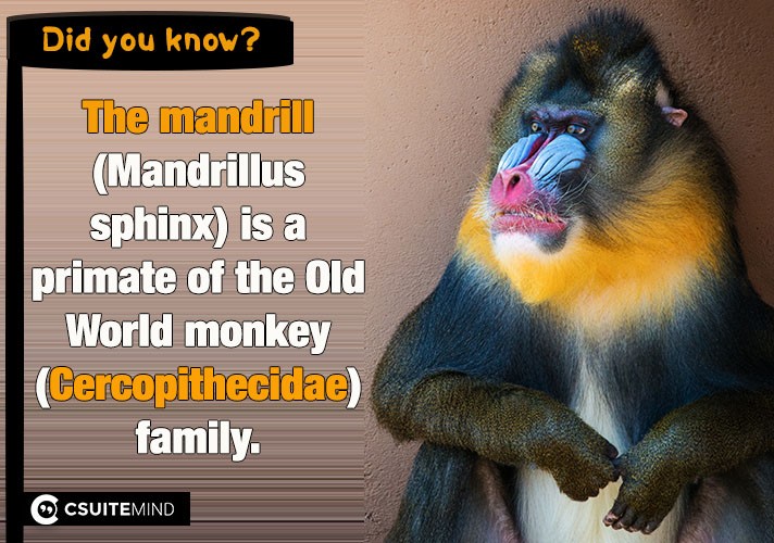 The mandrill (Mandrillus sphinx) is a primate of the Old World monkey (Cercopithecidae) family.
