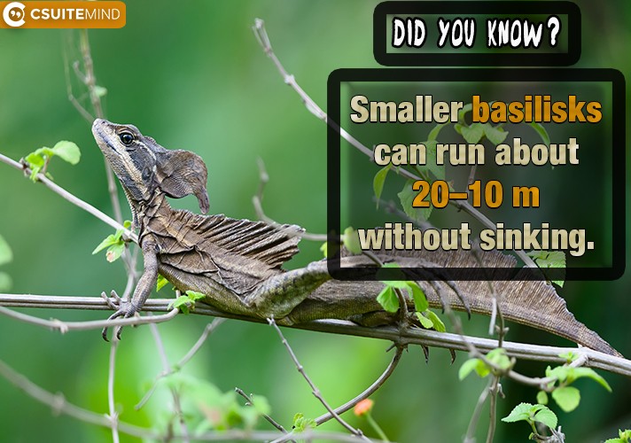 Smaller basilisks can run about 10–20 m without sinking.