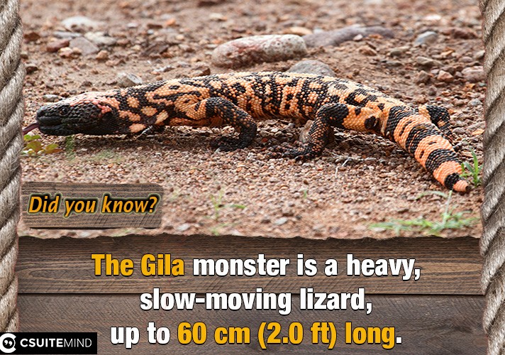 The Gila monster is a heavy, slow-moving lizard, up to 60 cm (2.0 ft) long. 
