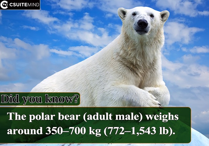 The polar bear (adult male) weighs around 350–700 kg (772–1,543 lb).
