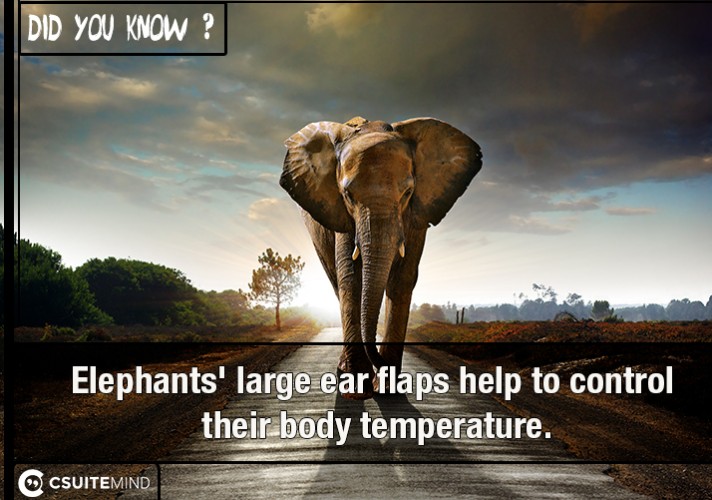 elephants-large-ear-flaps-help-to-control-their-body-temperature