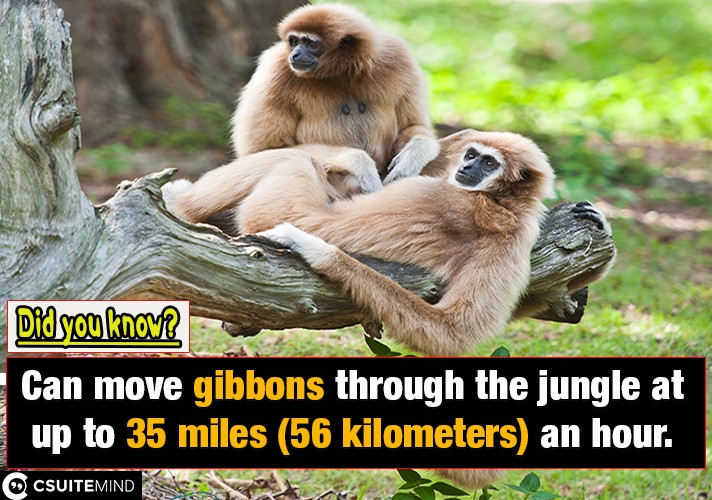  Can move gibbons through the jungle at up to 35 miles (56 kilometers) an hour.
