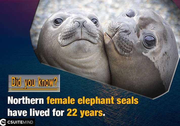 Northern female elephant seals have lived for 22 years, 
