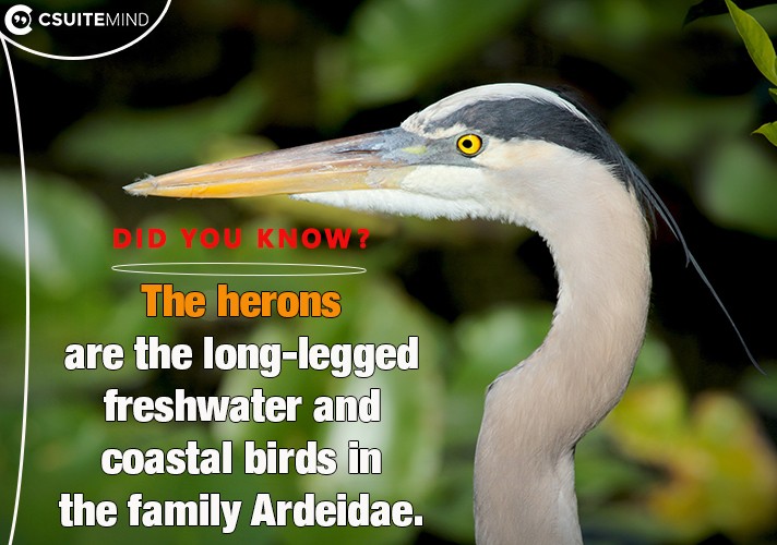 the-herons-are-the-long-legged-freshwater-and-coastal-birds-in-the-family-ardeidae